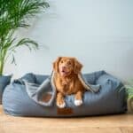 Minimizing Stress: Tips for a Smoother Travel Experience for Your Pet