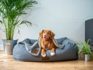 Minimizing Stress: Tips for a Smoother Travel Experience for Your Pet