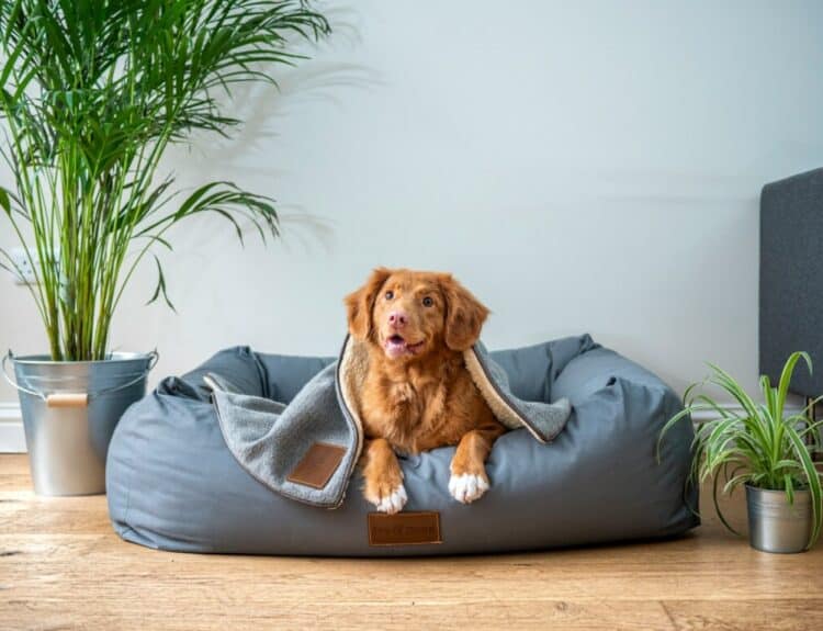 Minimizing Stress: Tips for a Smoother Travel Experience for Your Pet
